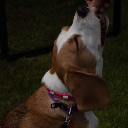 beagle clip