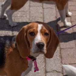 20240609 Beagle Clubdag-28
