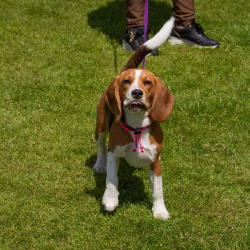 beagle clip