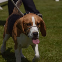 20240609 Beagle Clubdag-30