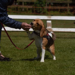 20240609 Beagle Clubdag-31