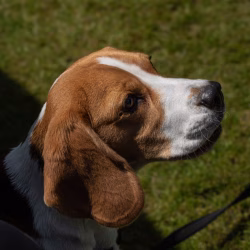 20240609 Beagle Clubdag-32