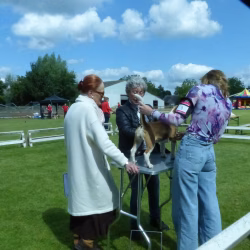 20240609 Jonge Hondendag-09