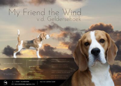 My Friend the Wind v.d. Geldersehoek (Billie)