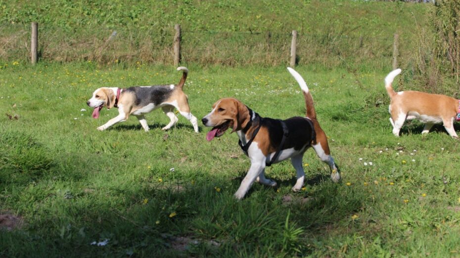 24-08-2025 Speelmiddag voor alle Beagles in Venhuizen (Noord-Holland)