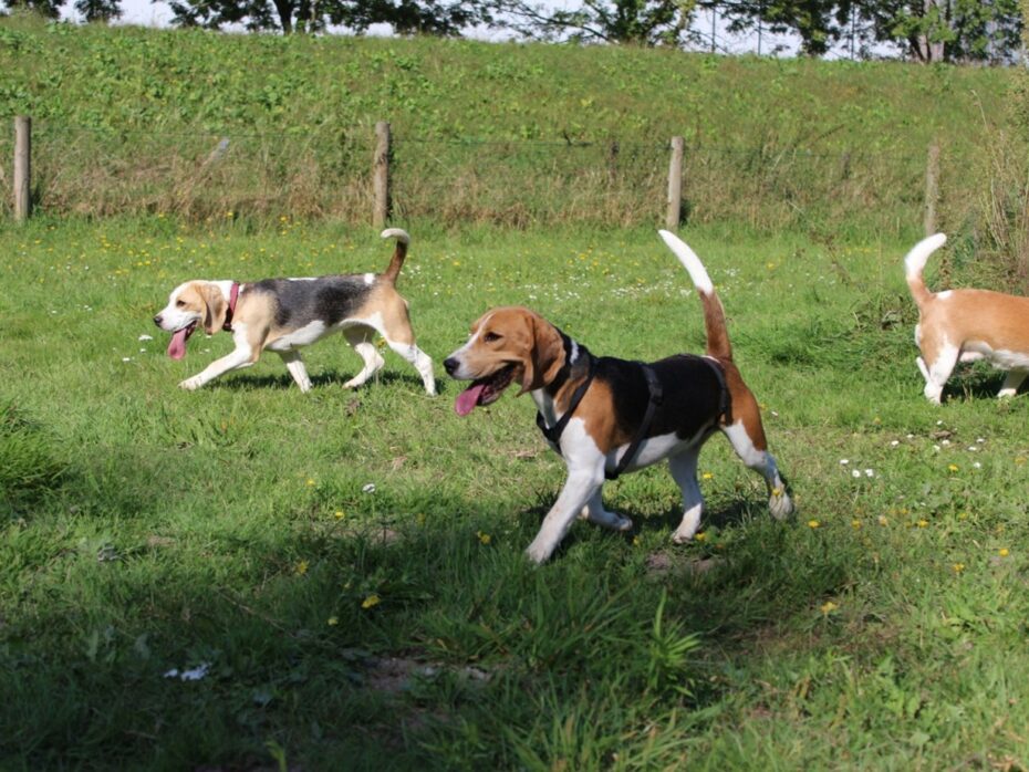 24-08-2025  Speelmiddag voor alle Beagles in Venhuizen (Noord-Holland)
