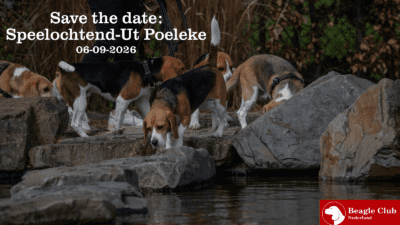 06-09-2026 Beagle Speelochtend-Ut Poeleke (Noord-Brabant)