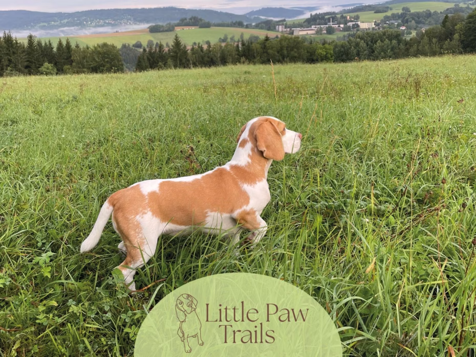 Little Paw Trails