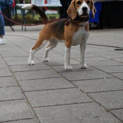 20250518-BCN-JoHO-dag-46