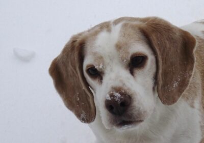 Joey, geboren 4 januari 2014