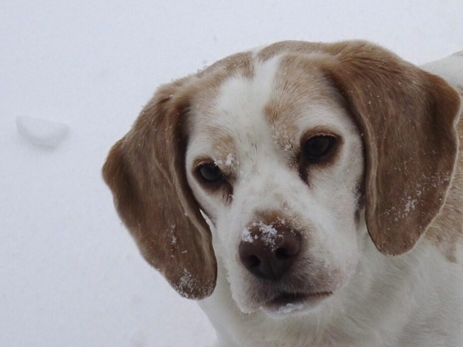 Joey, geboren 4 januari 2014