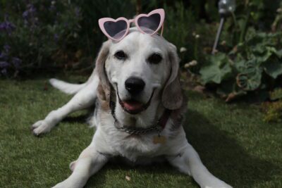 Odie, geboren 7 juni 2011