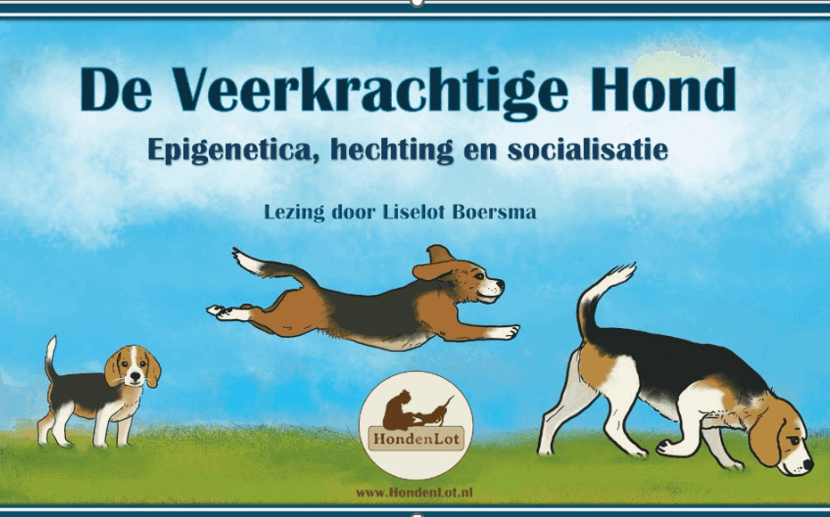 12-11-2025 Lezing ‘De Veerkrachtige Hond’
