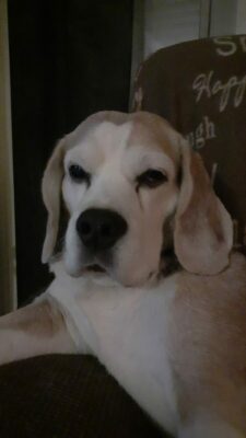 Buddy *30 juni 2013 – †10 september 2025