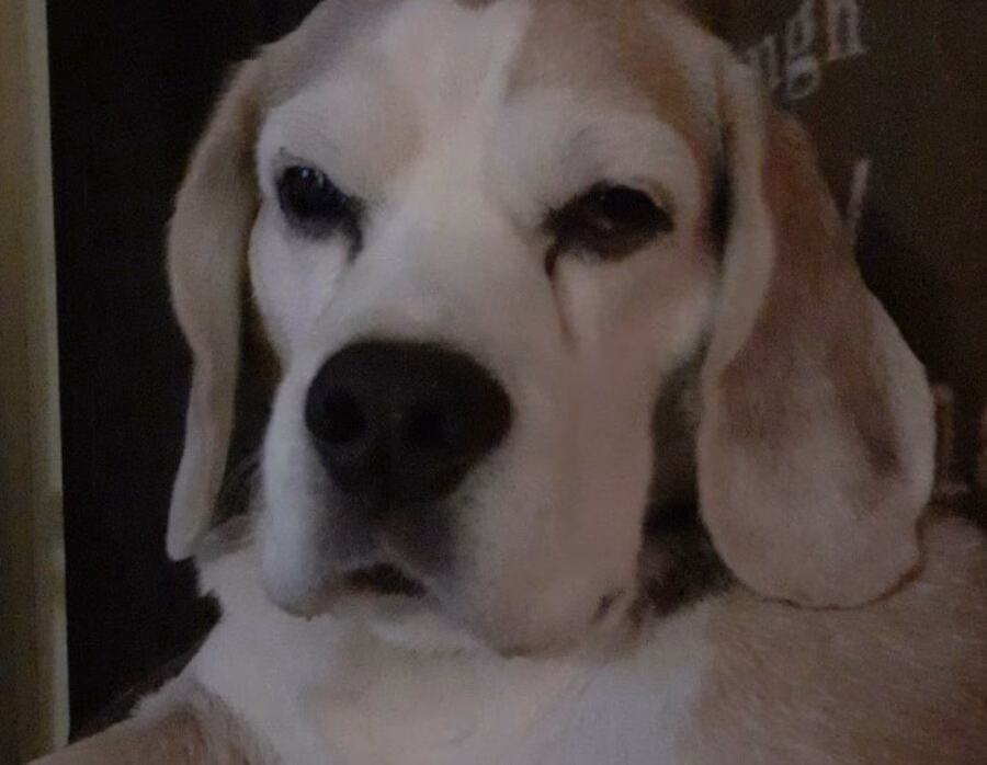 Buddy *30 juni 2013 – †10 september 2025
