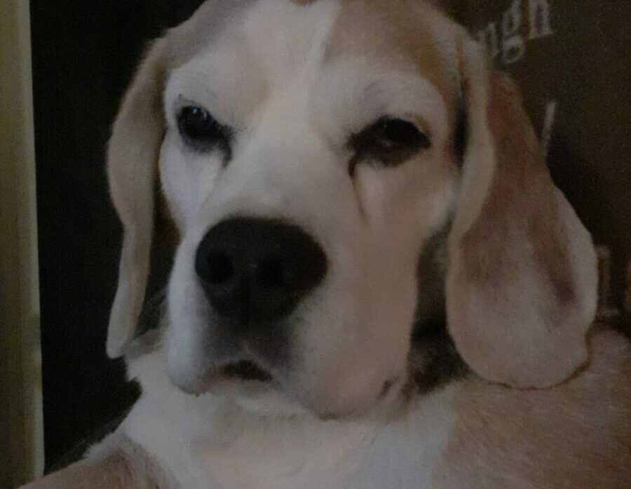 Buddy *30 juni 2013 – †10 september 2025