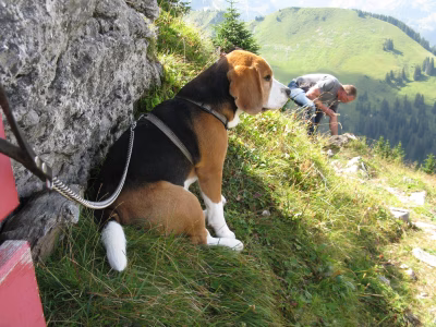 Buddy *30 juni 2013 – †10 september 2025