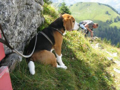 Buddy *30 juni 2013 – †10 september 2025