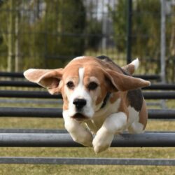 Afb_20180310_eowijn (13) uitsn