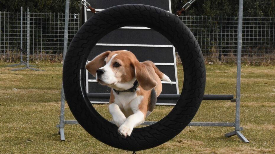 8 februari 2026 Clubkampioenschap Agility