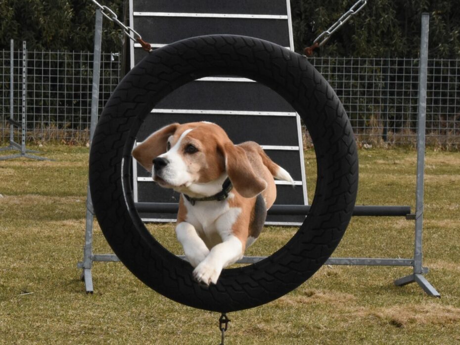 8 februari 2026 Clubkampioenschap Agility