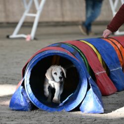 20260208-19-Veteraan-3