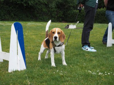 Beagle Club Dag 2025-7