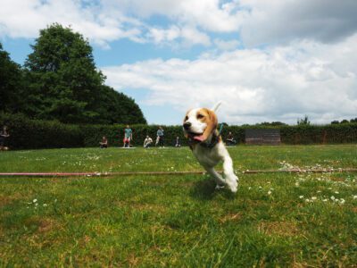 Beagle Club Dag 2025-6
