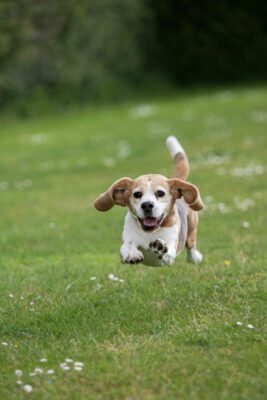 Beagle Club Dag 2025-5