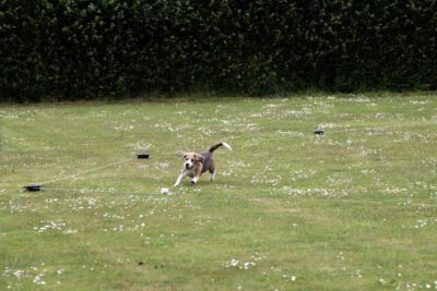 Beagle Club Dag 2025-4