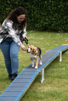 Beagle Club Dag 2025-2