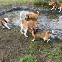 20260329-Deventer-speelmiddag-09