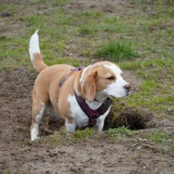 20260329-Deventer-speelmiddag-11