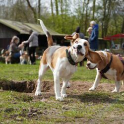 20260329-Deventer-speelmiddag-14