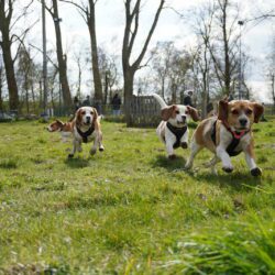 20260329-Deventer-speelmiddag-19