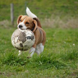 20260329-Deventer-speelmiddag-21