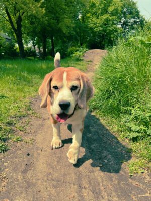 Mylo *23 maart 2013 - †27 januari 2026