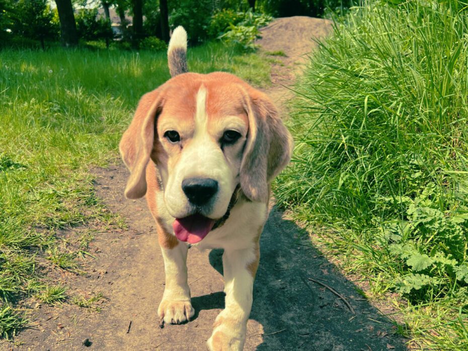 Mylo *23 maart 2013 – †27 januari 2026