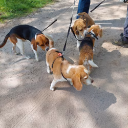 02052026-WandelingDenHam-06