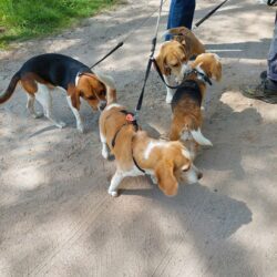 02052026-WandelingDenHam-06