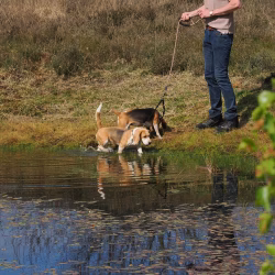 02052026-WandelingDenHam-08