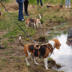 02052026-WandelingDenHam-10