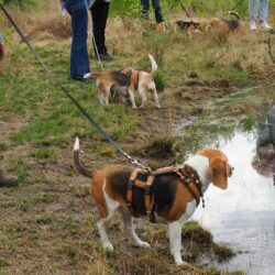 02052026-WandelingDenHam-10