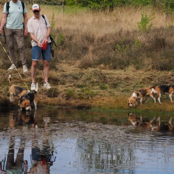 02052026-WandelingDenHam-11
