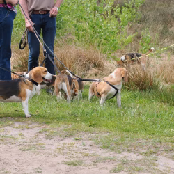 02052026-WandelingDenHam-12