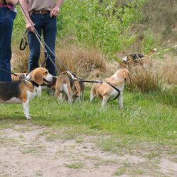 02052026-WandelingDenHam-12