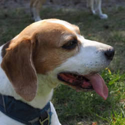 02052026-WandelingDenHam-14