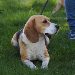 02052026-WandelingDenHam-15
