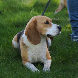 02052026-WandelingDenHam-15