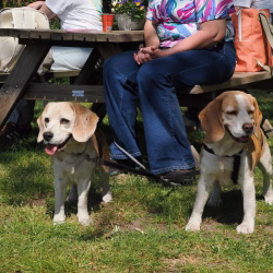 02052026-WandelingDenHam-17